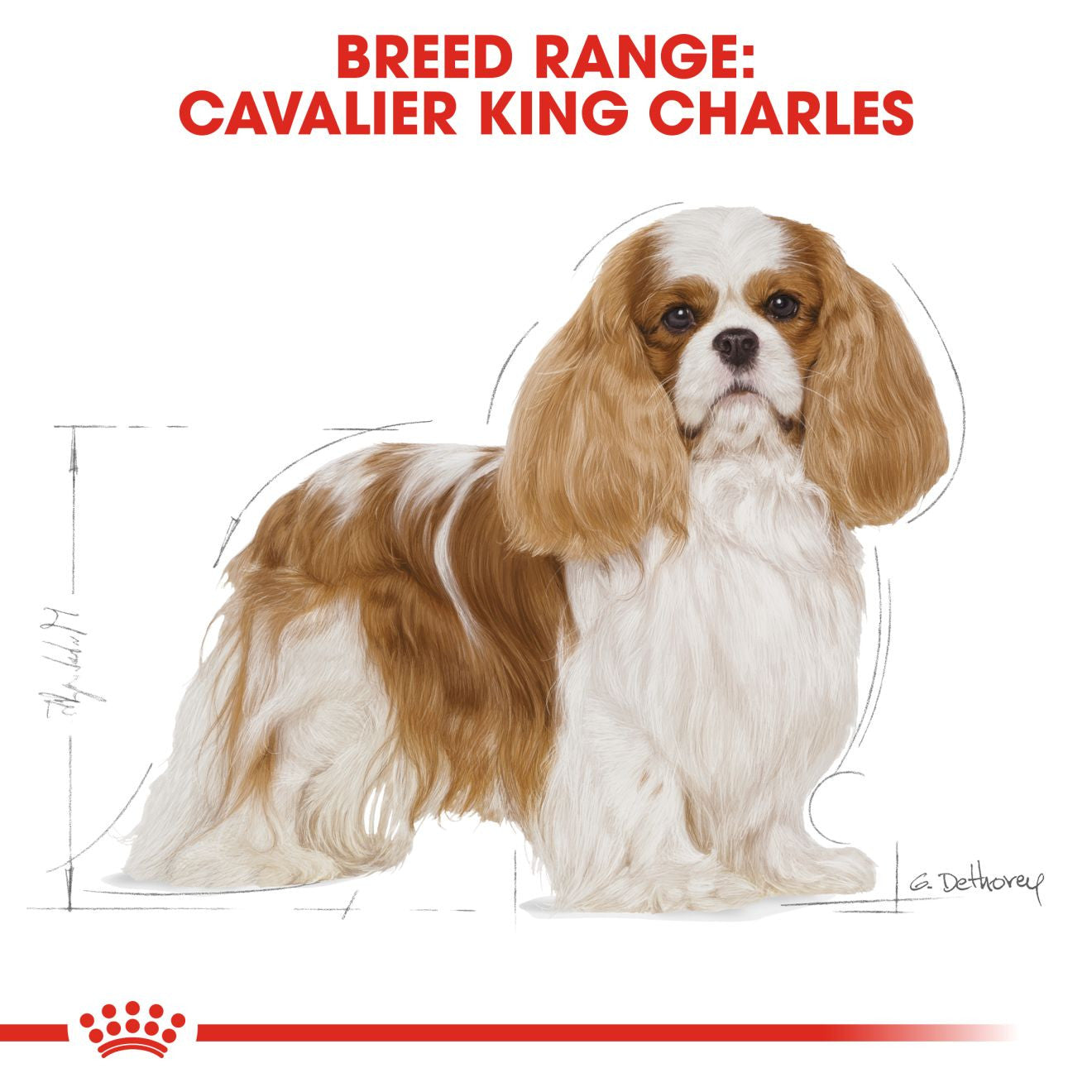Royal Canin Breed Health Nutrition Cavalier King Charles Adult Dry Dog Food