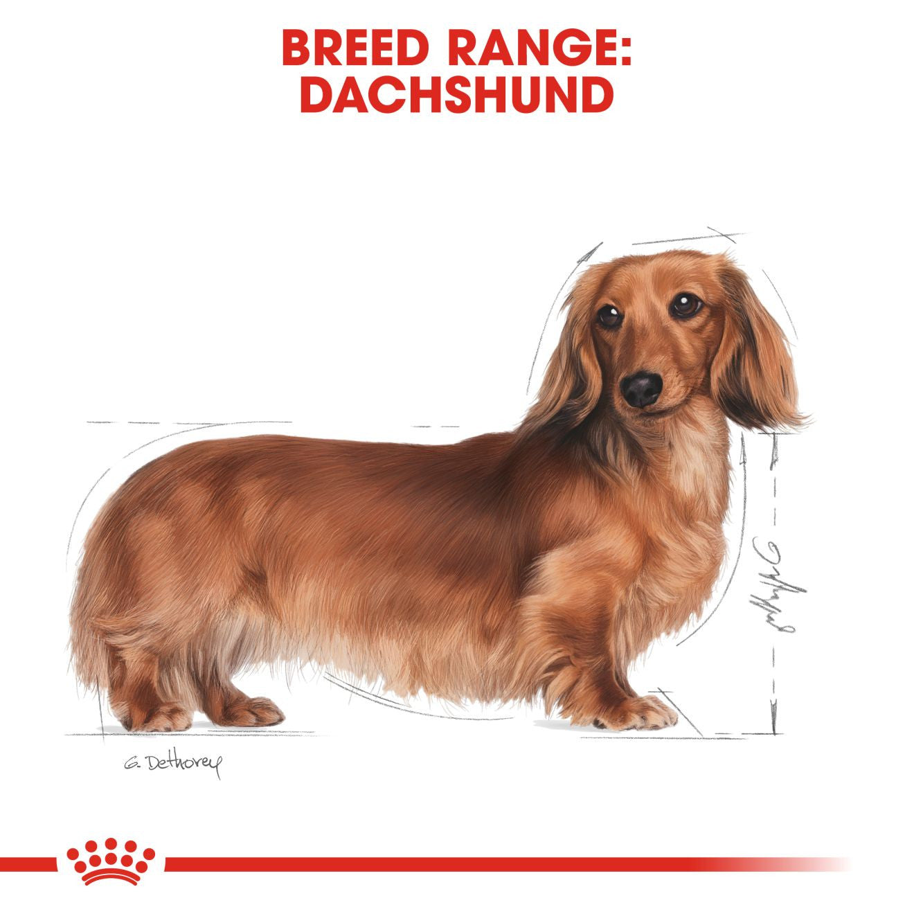Royal Canin Breed Health Nutrition Dachshund Adult Dry Dog Food