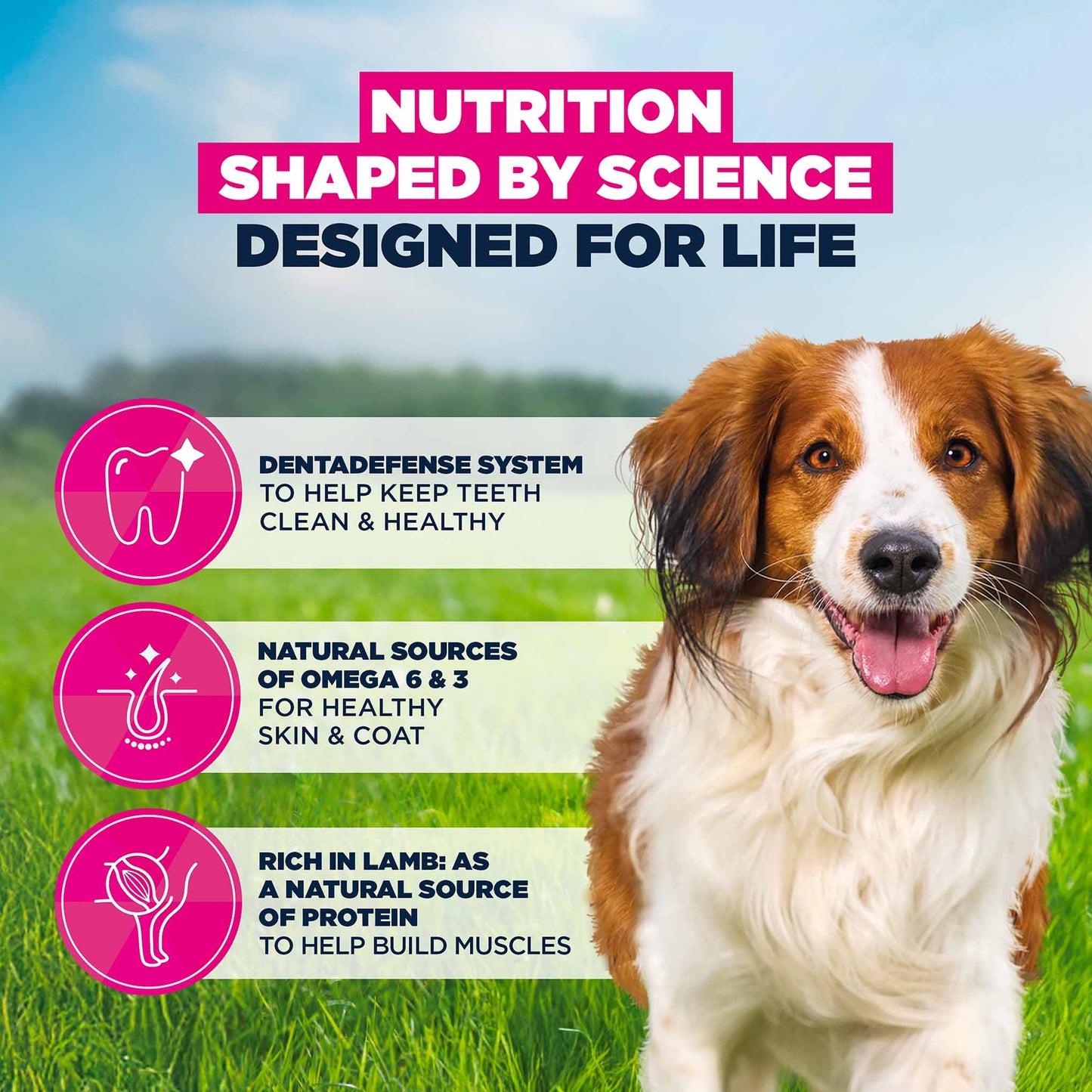 Eukanuba Small/Medium Breed Adult Dry Dog Food - Lamb & Rice